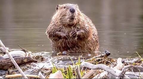 We Have A Family of Beavers on the Farm! ☺️🤔