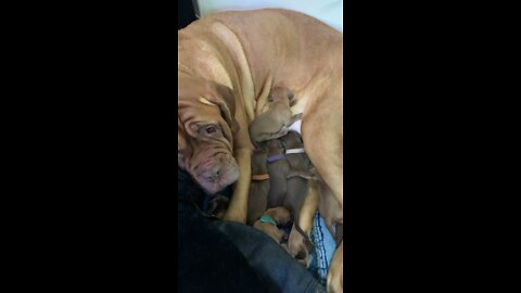 10 Dogue de Bordeaux -Day old puppies singing to their mom