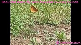 Beautiful Butterfly with Peaceful Country Sounds