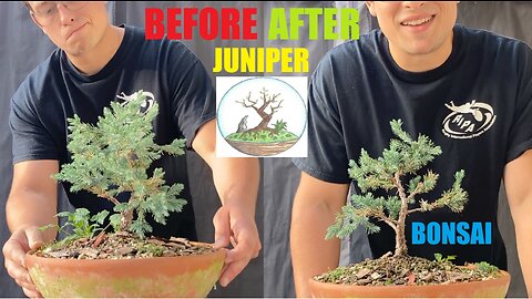 Making a Juniper Bonsai