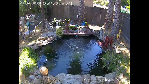 Koi Tv Live @Trump/Lake #ASMR waterfall and bird sounds!