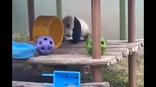 How Pandas Clean Their House