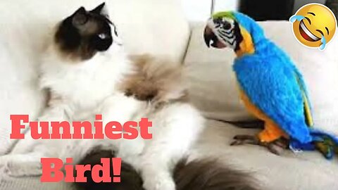 💥Funniest Bird Viral Weekly LOL😂🙃💥Funny Animal Videos💥👌