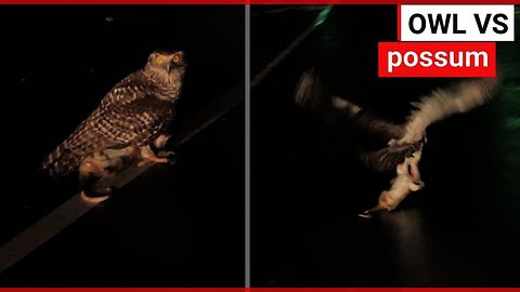 Injured owl flies off carrying a massive possum