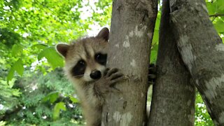 Baby Raccoon