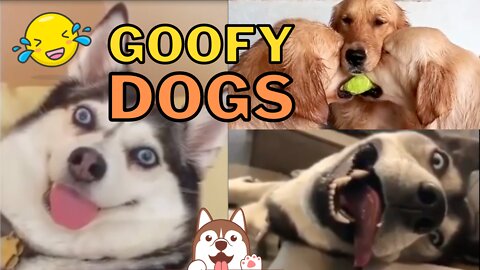 Goofy Dog Compilation Vol. 3 - Lovable, Derpy Doggies That Will Make You Laugh