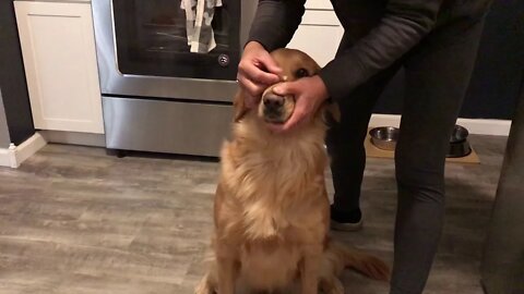 Golden retriever does her own trick