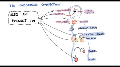 Hormone Disruption in Long COVID