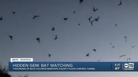 Hidden Gem: Where to watch thousands of bats colonize in the Valley