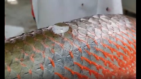 THIS IS WHAT THE GIANT AMAZON RIVER MONSTER FISH LOOKS LIKE