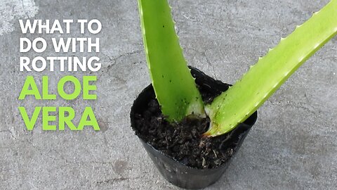 What to do with Aloe vera with Rotting Leaves