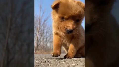 Brown Baby Puppy Sleeping #cutelife #funnyvideo #petlifes