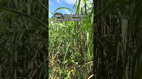 Sorghum Sudan Regrowth #covercrop #buckwheat #soilhealth #sorghum #covercrops