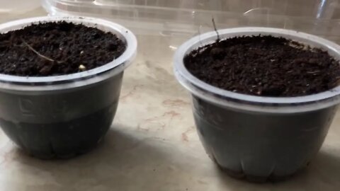 DIY SEED STARTER PODS