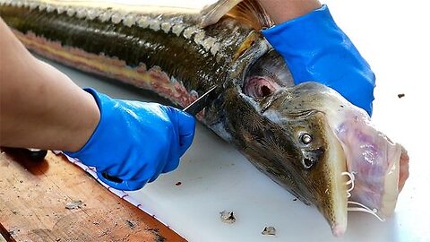 Thai Food - GIANT STURGEON FISH COOKING Bangkok Seafood Thailand