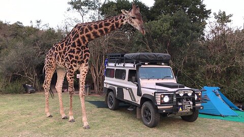 CRAZY STORY: Overly Friendly Giraffe Surprises Campers