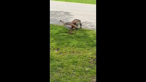 Egyptian Gooses Eating The Grass #followme #follow #goose #grass