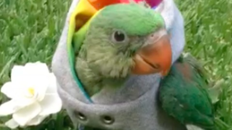 Stylish parrot rocks her new hoodie