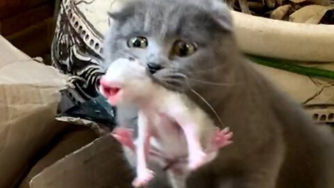 Baby Cats - Cute and Funny Cat Videos Compilation #amazing pets