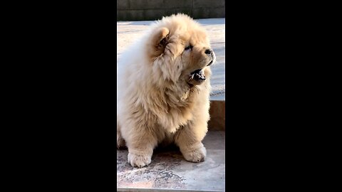 CHOW CHOW CUTE PUPPY