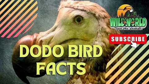 dodo bird facts