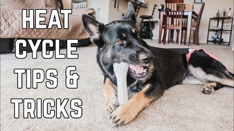 Female Dog In Heat - 5 Tips To Survive Your Dog's First Heat Cycle!