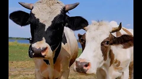 Majestic Cows: Grazing Symphony in Nature