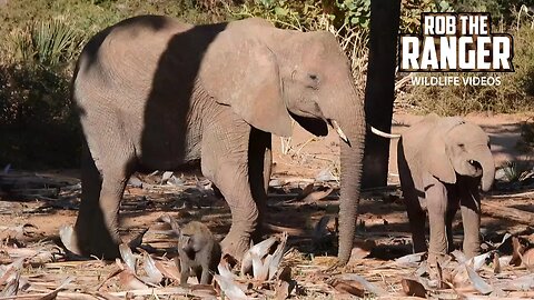 Elephants And Baboons Eating Palm Fruit | Buffalo Springs | Zebra Plains On Tour