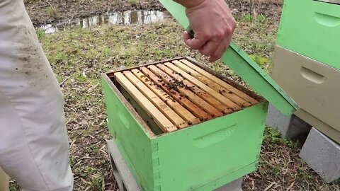 New Hive and New Queens