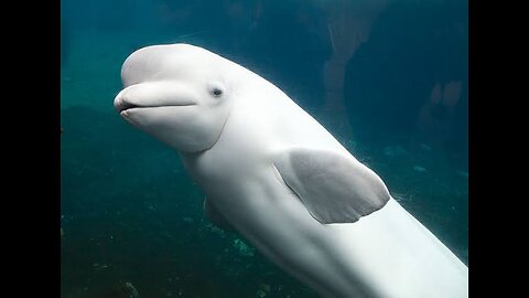 cute little 2 white dolphin