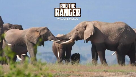 Amboseli Elephant Bulls Surround Female And Calf | Zebra Plains Safari