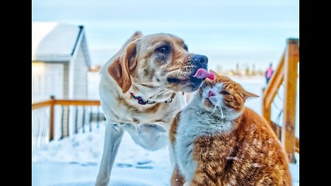 How to train your Dog not to eat Cats