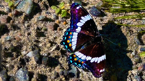 Brand new butterfly warming its wings in the sun ☀️