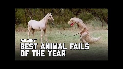 WHATCH THIS AND TRY NOT TO LOUGH Funny Animal Fails