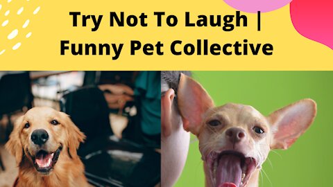 Try Not To Laugh | Funny Pet Video Compilation 2020 | The Pet Collective