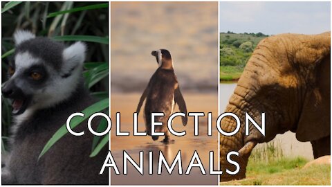 Collection animals