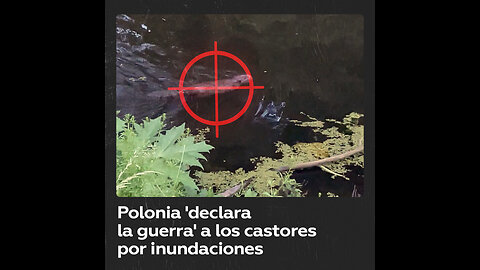 Polonia toma medidas drásticas contra los castores debido a inundaciones