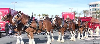 Budweiser Clydesdales in Las Vegas