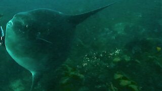 Scuba divers meet one of the world's most bizarre gigantic fish