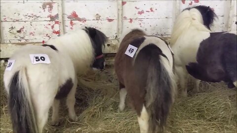 Let's Check Out a Mini horse And Donkey Sale!