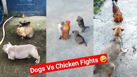 Dogs Vs Chicken Fights - Cute Fighting In Ground Areas