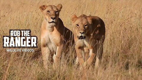 Lion Pride Crossing The Plains | Lalashe Maasai Mara Safari