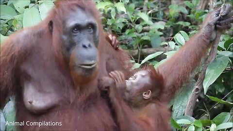 Cute baby orangutans