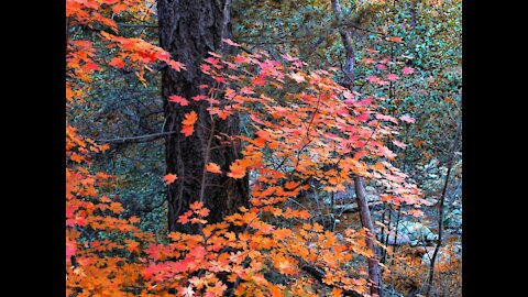 WANDERLUST! Best hikes to see fall colors in Arizona - ABC15 Digital