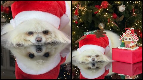 Christmas 🎄 cute dog 🐶 cute puppy