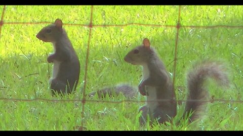 Squirrels playing and foraging.