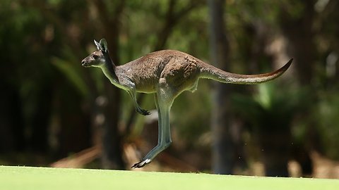 The Lab: Are We Genetically Similar To Kangaroos?