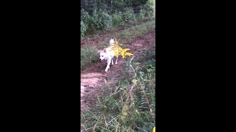 “Dogs at Pond 2”