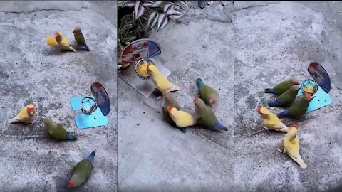 Amazing Parrots Playing Basket Ball