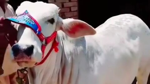 Cute face white cow in my cattle farm.